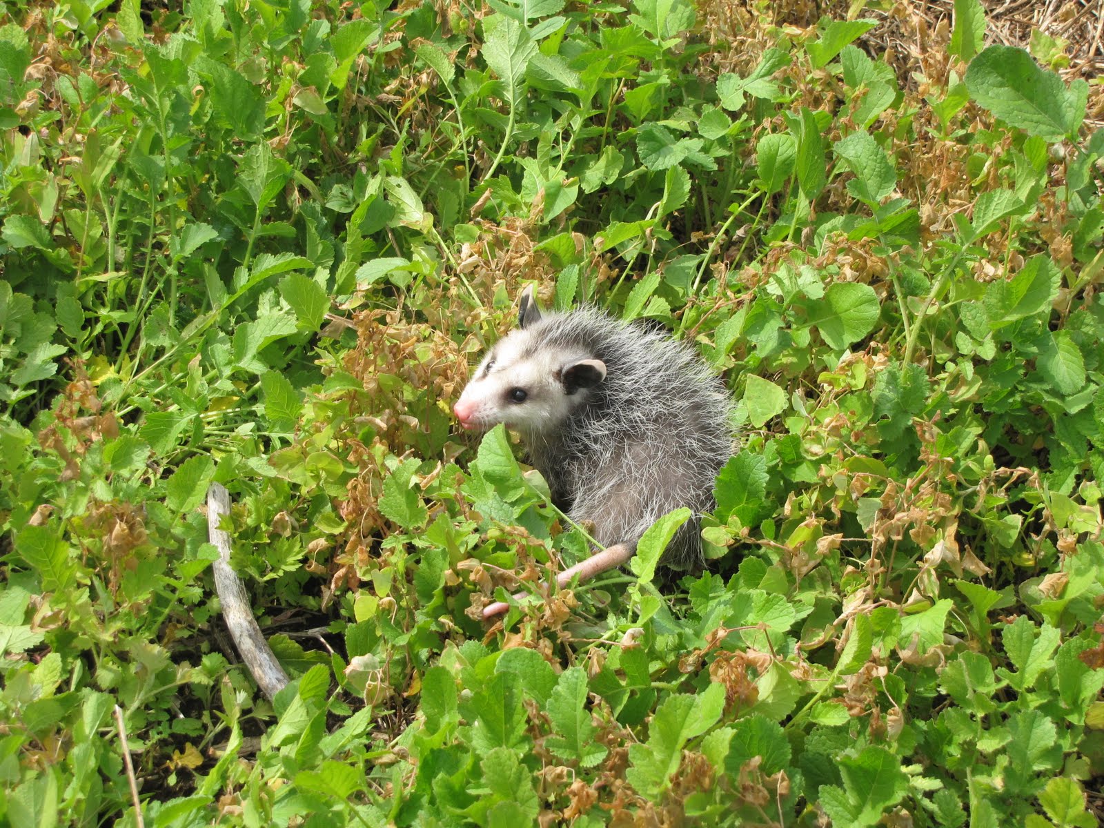 Volunteers for Wildlife Virginia Opossum Release